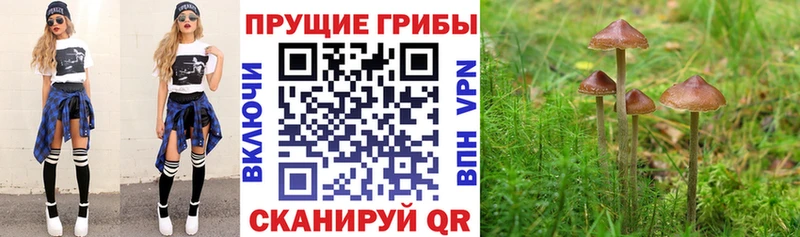 Псилоцибиновые грибы GOLDEN TEACHER  Сунжа 